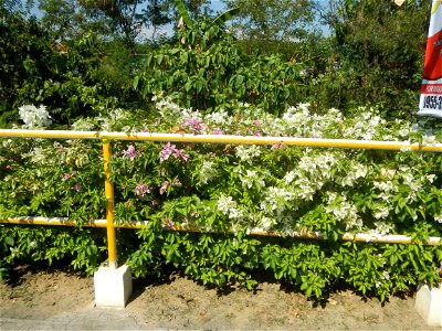 Bougainvillea Cultivars in the Philippines and Conocarpus erectus Silver buttonwood buttonwood or button mangrove in Barangay Agnaya 14°53'5"N 120°51'25"E, Plaridel, Bulacan (Note: Judge Florentin photo