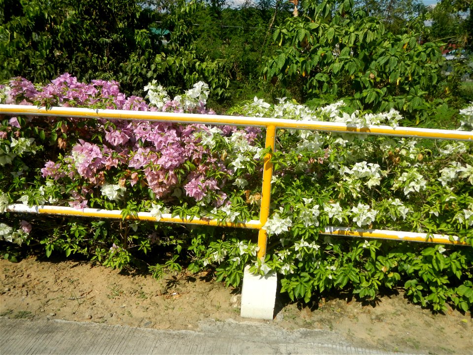 Bougainvillea Cultivars in the Philippines and Conocarpus erectus Silver buttonwood  buttonwood or button mangrove in Barangay Agnaya 14°53'5"N   120°51'25"E, Plaridel, Bulacan  (Note: Judge Florentin