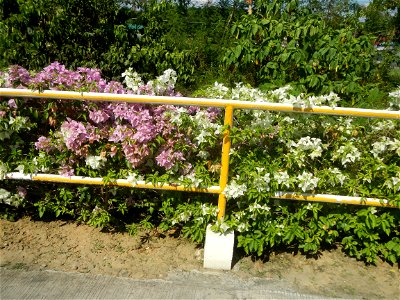 Bougainvillea Cultivars in the Philippines and Conocarpus erectus Silver buttonwood buttonwood or button mangrove in Barangay Agnaya 14°53'5"N 120°51'25"E, Plaridel, Bulacan (Note: Judge Florentin photo