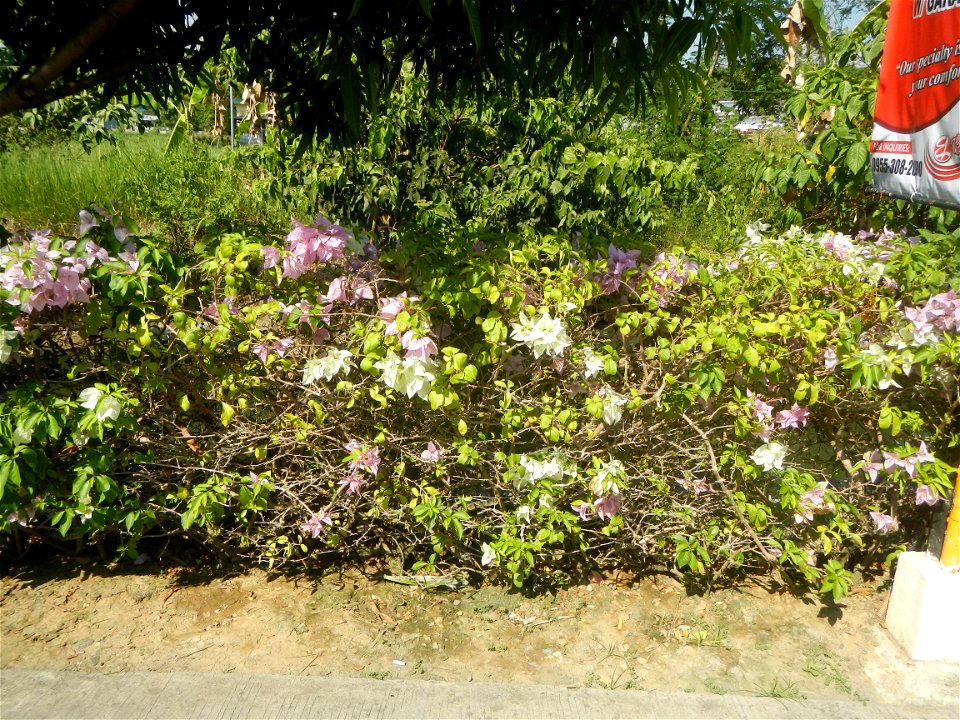 Bougainvillea Cultivars in the Philippines and Conocarpus erectus Silver buttonwood  buttonwood or button mangrove in Barangay Agnaya 14°53'5"N   120°51'25"E, Plaridel, Bulacan  (Note: Judge Florentin
