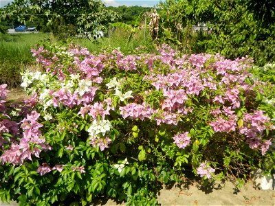 Bougainvillea Cultivars in the Philippines and Conocarpus erectus Silver buttonwood buttonwood or button mangrove in Barangay Agnaya 14°53'5"N 120°51'25"E, Plaridel, Bulacan (Note: Judge Florentin photo