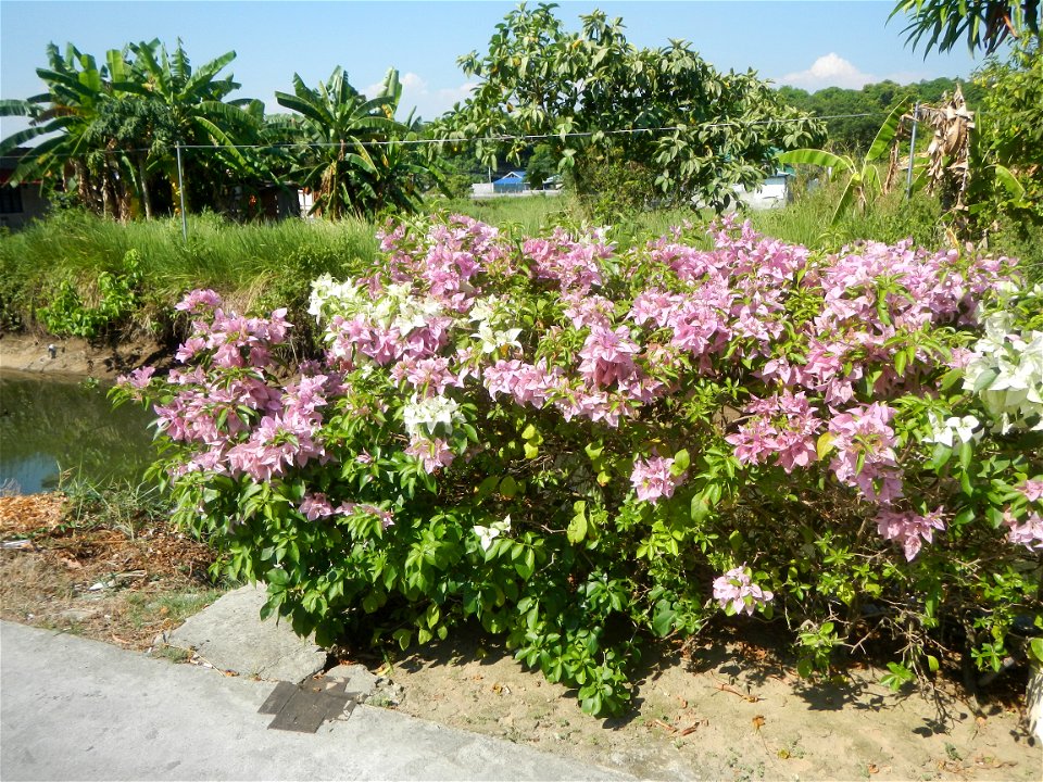 Bougainvillea Cultivars in the Philippines and Conocarpus erectus Silver buttonwood  buttonwood or button mangrove in Barangay Agnaya 14°53'5"N   120°51'25"E, Plaridel, Bulacan  (Note: Judge Florentin