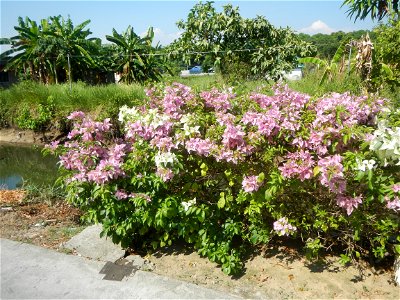 Bougainvillea Cultivars in the Philippines and Conocarpus erectus Silver buttonwood buttonwood or button mangrove in Barangay Agnaya 14°53'5"N 120°51'25"E, Plaridel, Bulacan (Note: Judge Florentin photo