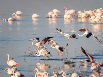 Flying nature water