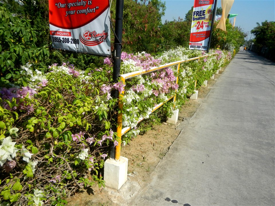 Bougainvillea Cultivars in the Philippines and Conocarpus erectus Silver buttonwood  buttonwood or button mangrove in Barangay Agnaya 14°53'5"N   120°51'25"E, Plaridel, Bulacan  (Note: Judge Florentin