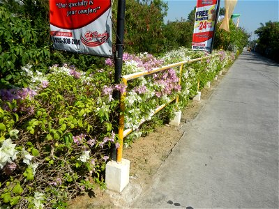 Bougainvillea Cultivars in the Philippines and Conocarpus erectus Silver buttonwood buttonwood or button mangrove in Barangay Agnaya 14°53'5"N 120°51'25"E, Plaridel, Bulacan (Note: Judge Florentin photo