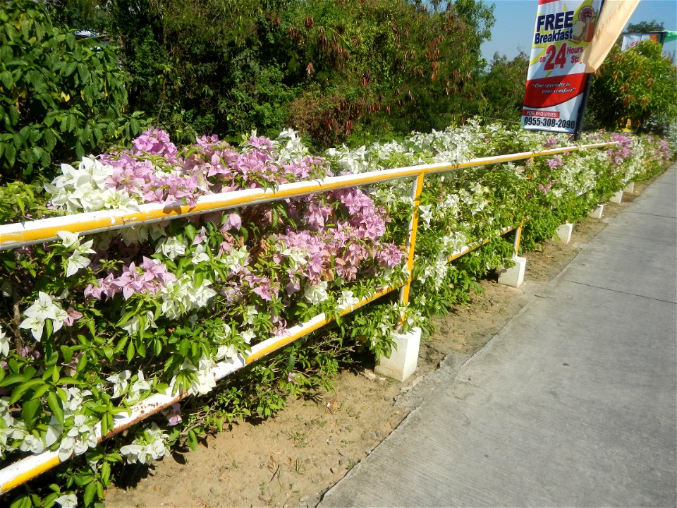 Bougainvillea Cultivars in the Philippines and Conocarpus erectus Silver buttonwood  buttonwood or button mangrove in Barangay Agnaya 14°53'5"N   120°51'25"E, Plaridel, Bulacan  (Note: Judge Florentin