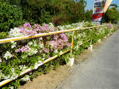 Bougainvillea Cultivars in the Philippines and Conocarpus erectus Silver buttonwood buttonwood or button mangrove in Barangay Agnaya 14°53'5"N 120°51'25"E, Plaridel, Bulacan (Note: Judge Florentin photo