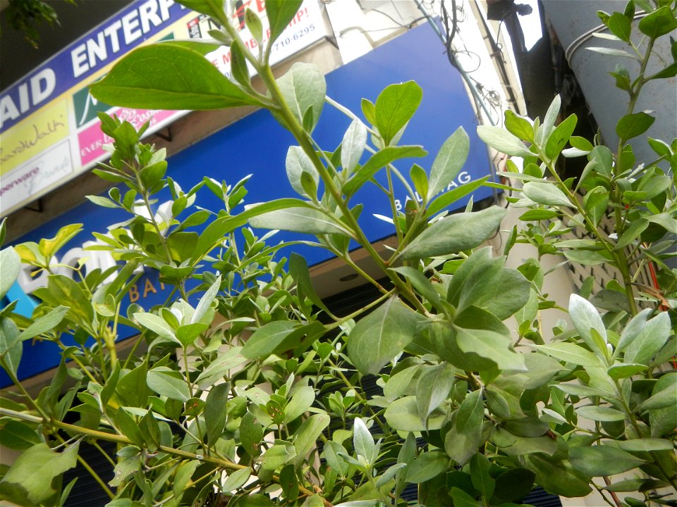 Ornamental plants in the Philippines