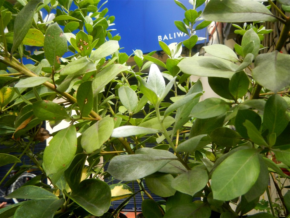Ornamental plants in the Philippines