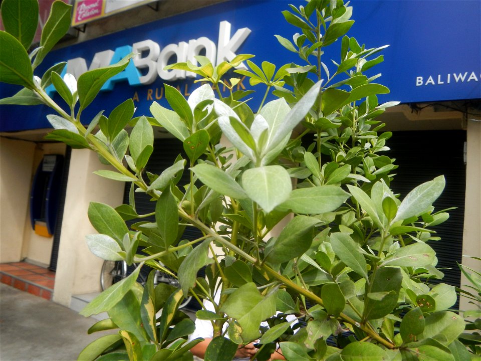 Ornamental plants in the Philippines