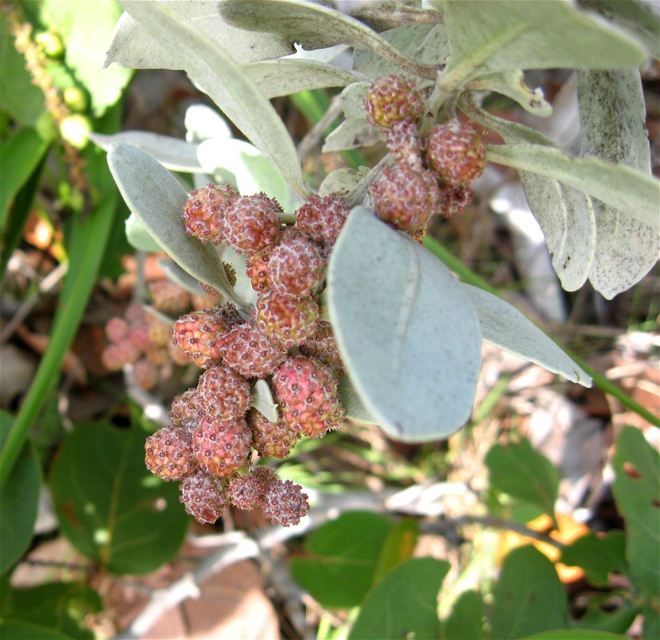 Conocarpus erectus var. sericeus, Key Largo, Monroe County, Florida.