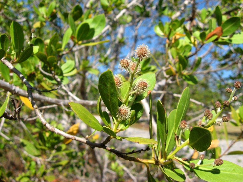 Conocarpus erectus var. erectus, John Pennekamp Coral Reef State Park, Key Largo, Florida.