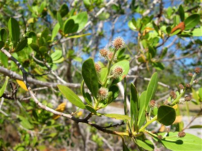 Conocarpus erectus var. erectus, John Pennekamp Coral Reef State Park, Key Largo, Florida. photo