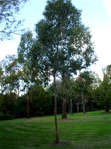 Photographed at Maranoa Gardens, Melbourne, Victoria, Australia by HelloMojo 08:17, 6 April 2007 (UTC) photo