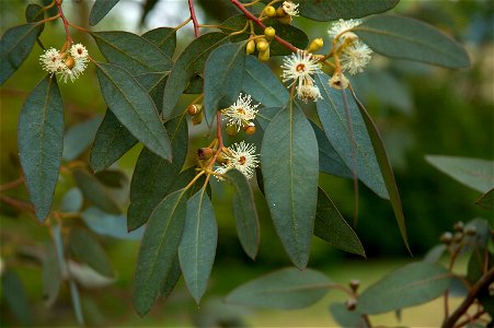 Flowers of eucalyptus gunnii (photo taken in Belgium)