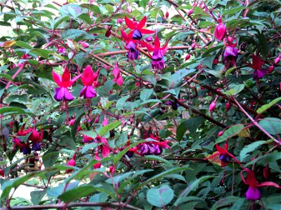 Arbusto de Fuchsia magellanica, nombre común Chilco. Esta planta crece con gran facilidad en la Patagonia chilena, especialmente en los lugares húmedos. Es una de las plantas nativas predilectas para 