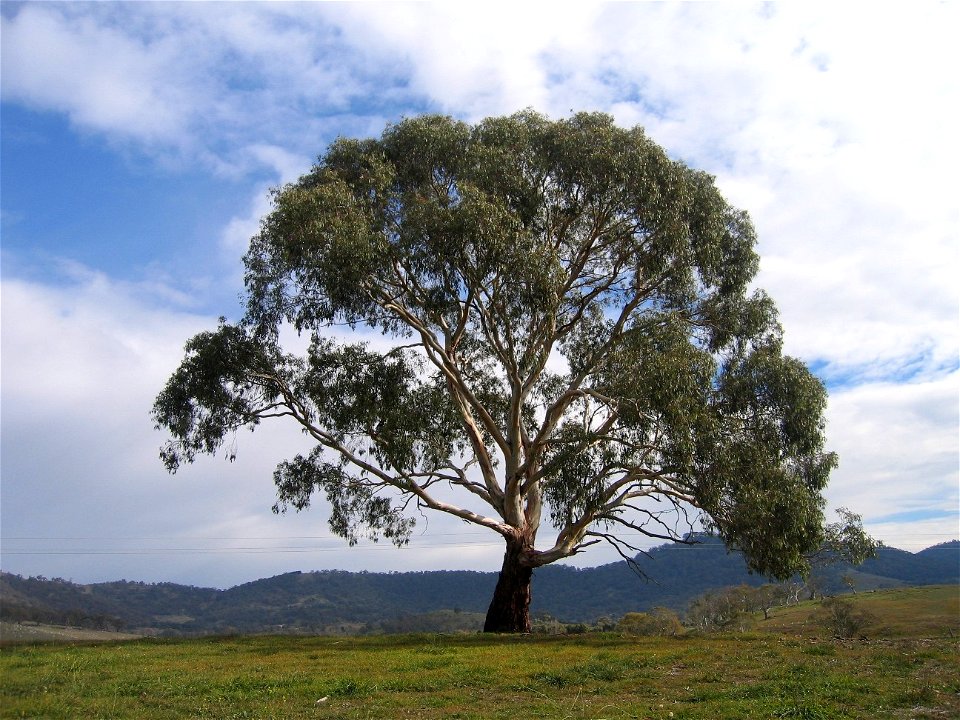 Eucalyptus Rubida, at Burra creek near the Lagoon, Burra, New South Wales