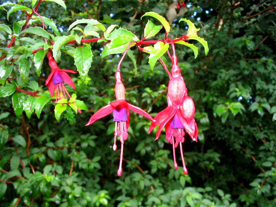 Fuchsia magellanica - Connemara - Ireland