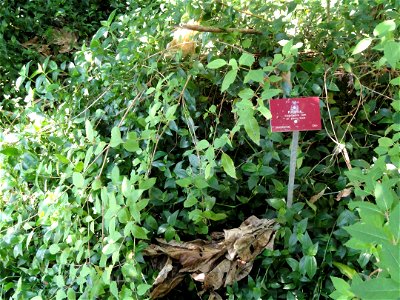 Fuchsia magellanica specimen in the Jardin botanique du Val Rahmeh, Menton, Alpes-Maritimes, France.