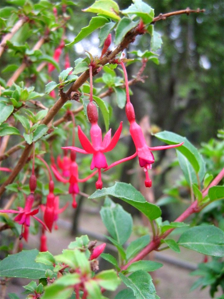 Fuchsia magellanica, Chilean shrub