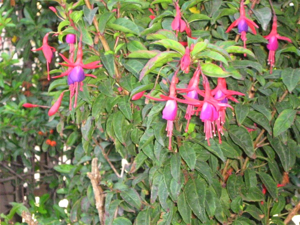 Fuchsia ex hortus