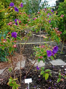 Tibouchina urvilleana (Glänzende Tibouchine, Prinzessinenblüte) - Botanischer Garten Leipzig