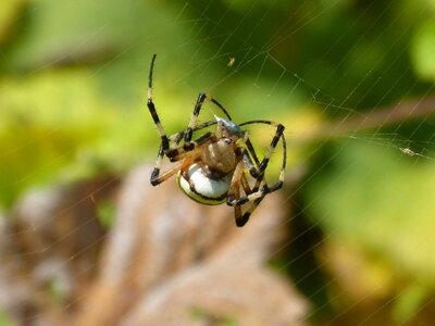 Spider zebra web stripes photo