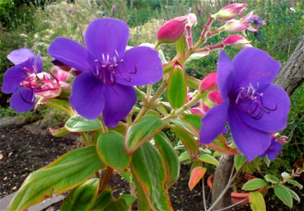 Tibouchina urvilleana (Glänzende Tibouchine, Prinzessinenblüte) - Botanischer Garten Leipzig