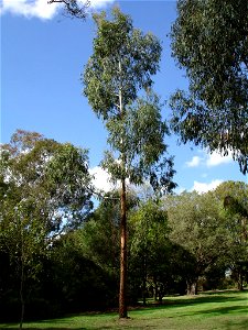 Juvenile Eucalyptus viminalis. Photographed at Maranoa Gardens, Melbourne, Victoria, Australia by HelloMojo 09:07, 6 April 2007 (UTC) photo