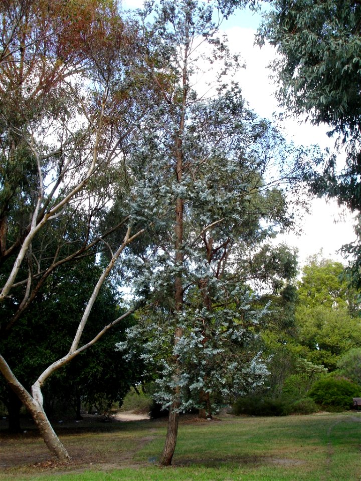 Photographed at Maranoa Gardens, Melbourne, Victoria, Australia