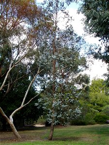 Photographed at Maranoa Gardens, Melbourne, Victoria, Australia