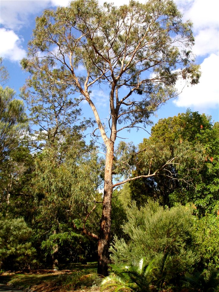 Photographed at Maranoa Gardens, Melbourne, Victoria, Australia by HelloMojo 08:50, 6 April 2007 (UTC)