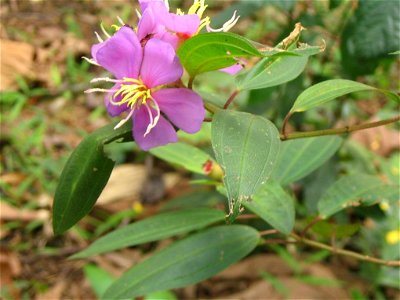 Melastoma malabathricum - Malaysia