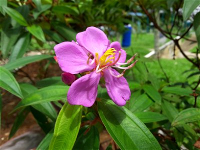 Melastoma malabathricum in Singapore