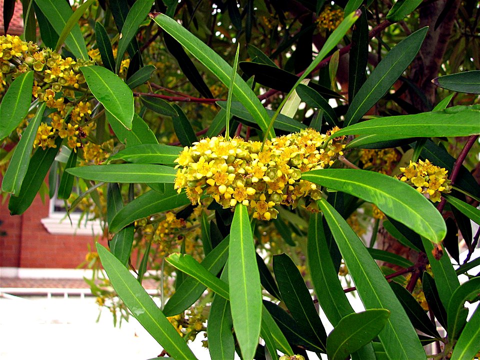 Closeup of a Water Gum tree (Tristaniopsis laurina). Taken by myself in Sydney around December 2006.