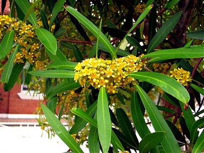 Closeup of a Water Gum tree (Tristaniopsis laurina). Taken by myself in Sydney around December 2006.