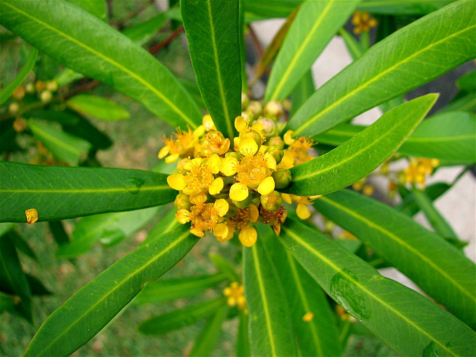 Flowers a Water Gum tree (Tristaniopsis laurina). Taken by myself in Sydney around December 2006.