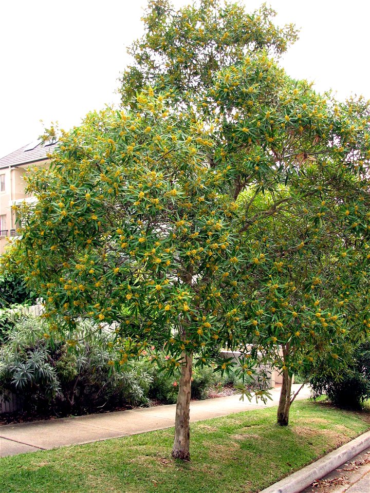 Water Gum tree (Tristaniopsis laurina) — as street tree in Sydney.