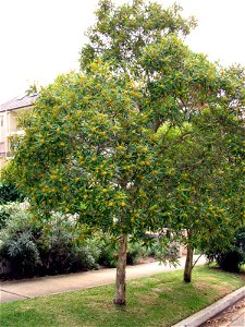 Water Gum tree (Tristaniopsis laurina) — as street tree in Sydney.