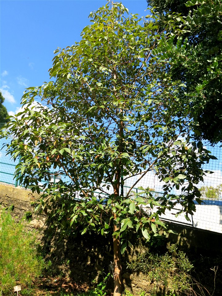 Lophostemon confertus in parc Gonzalez in Bormes-les-Mimosas (Var, France). Plant identified by its botanic label.