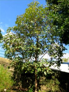 Lophostemon confertus in parc Gonzalez in Bormes-les-Mimosas (Var, France). Plant identified by its botanic label.