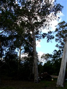 Photographed at Maranoa Gardens, Melbourne, Victoria, Australia by HelloMojo 08:56, 6 April 2007 (UTC) photo