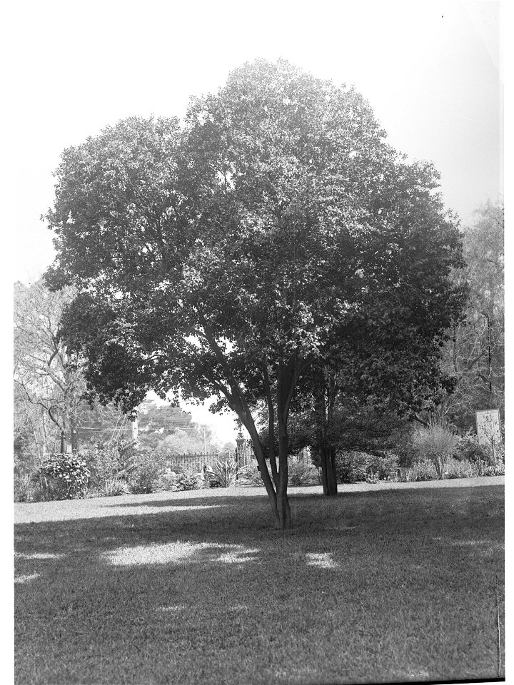 Tristania Conferta Specimen, Botanic Gardens