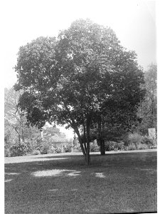 Tristania Conferta Specimen, Botanic Gardens