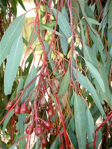 Eucalyptus sideroxylon, leaves, stems, petioles, branchlets, buds & capsules photo