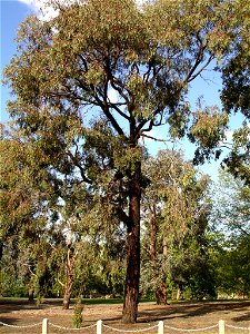 Photographed at Box Hill, Melbourne, Victoria, Australia by HelloMojo 09:04, 6 April 2007 (UTC)