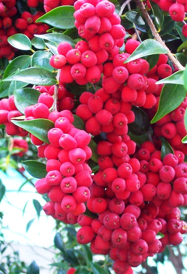 Syzygium_luehmannii_fruit