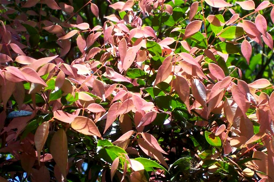 Syzygium luehmannii new growth, Mt Keira Botanic Gardens