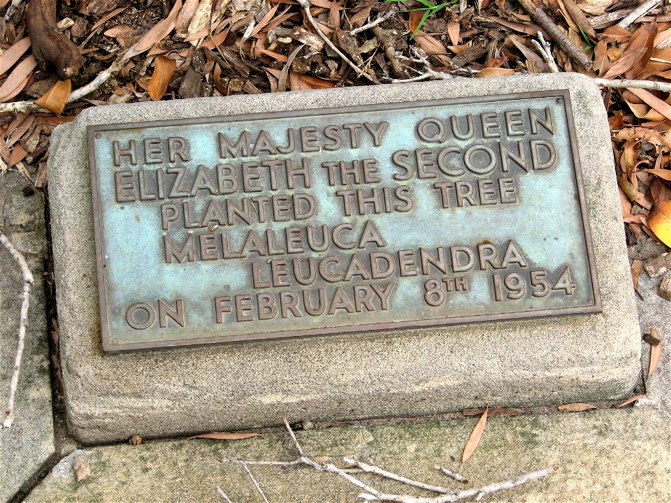 Melaleuca_leucadendra at the Royal Botanic Gardens, Sydney. Planted by Queen Elizabeth II in 1954.